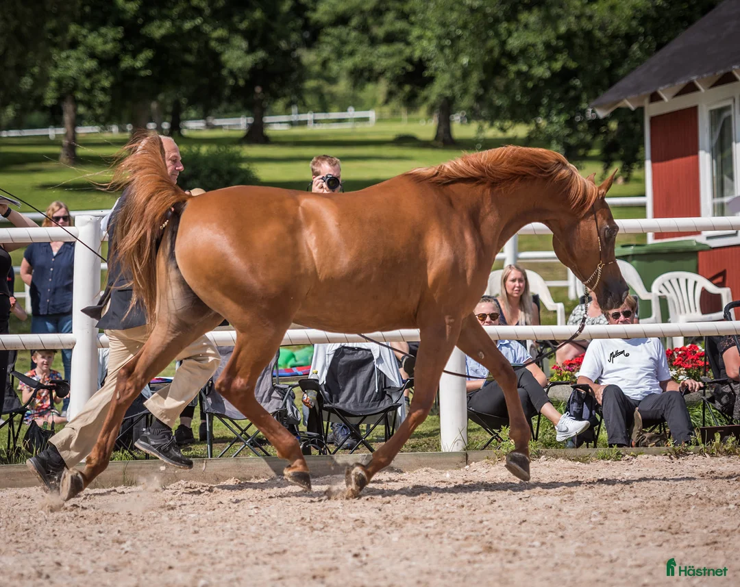 Allround hästar till salu: Naples Bahiya Melody - Annons 4
