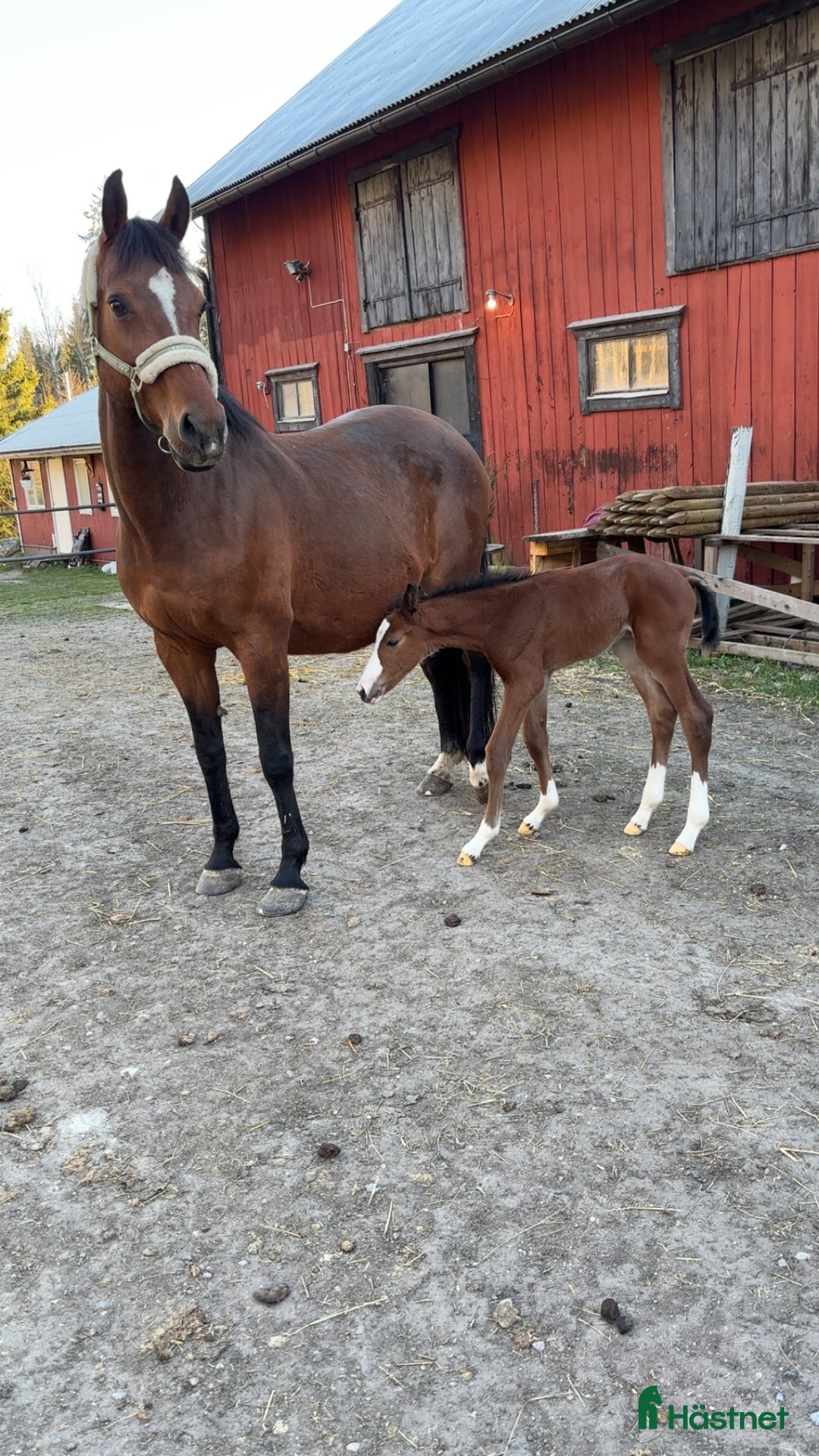 Hoppning hästar till salu: Grym rid och avelshäst i Örebro - Annons 5