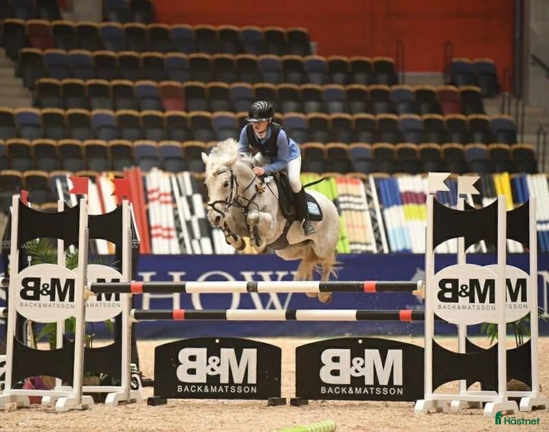  hästar Samarbete sökes ev köp - Annons 2
