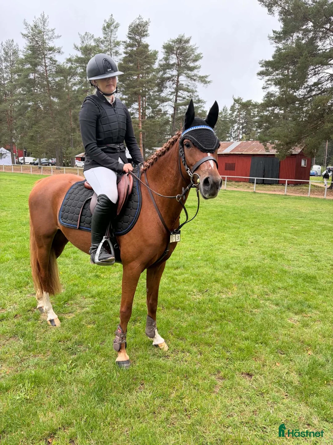 Hoppning hästar till salu: Linnekullens Quickstep – mod, tryck och kapacitet - Annons 2