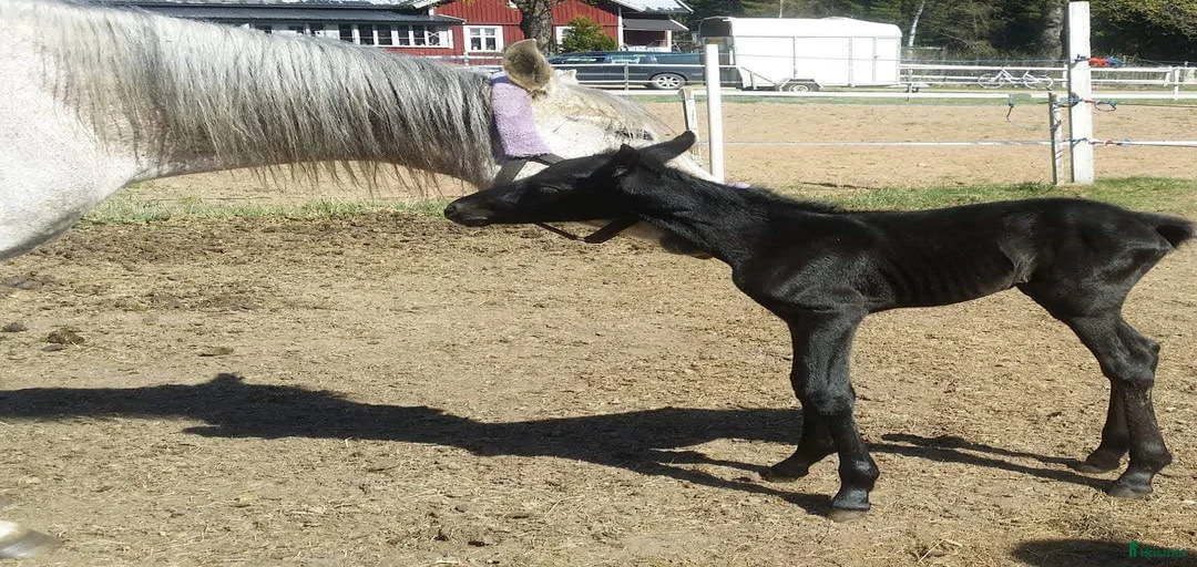 Galleribild {{count}}