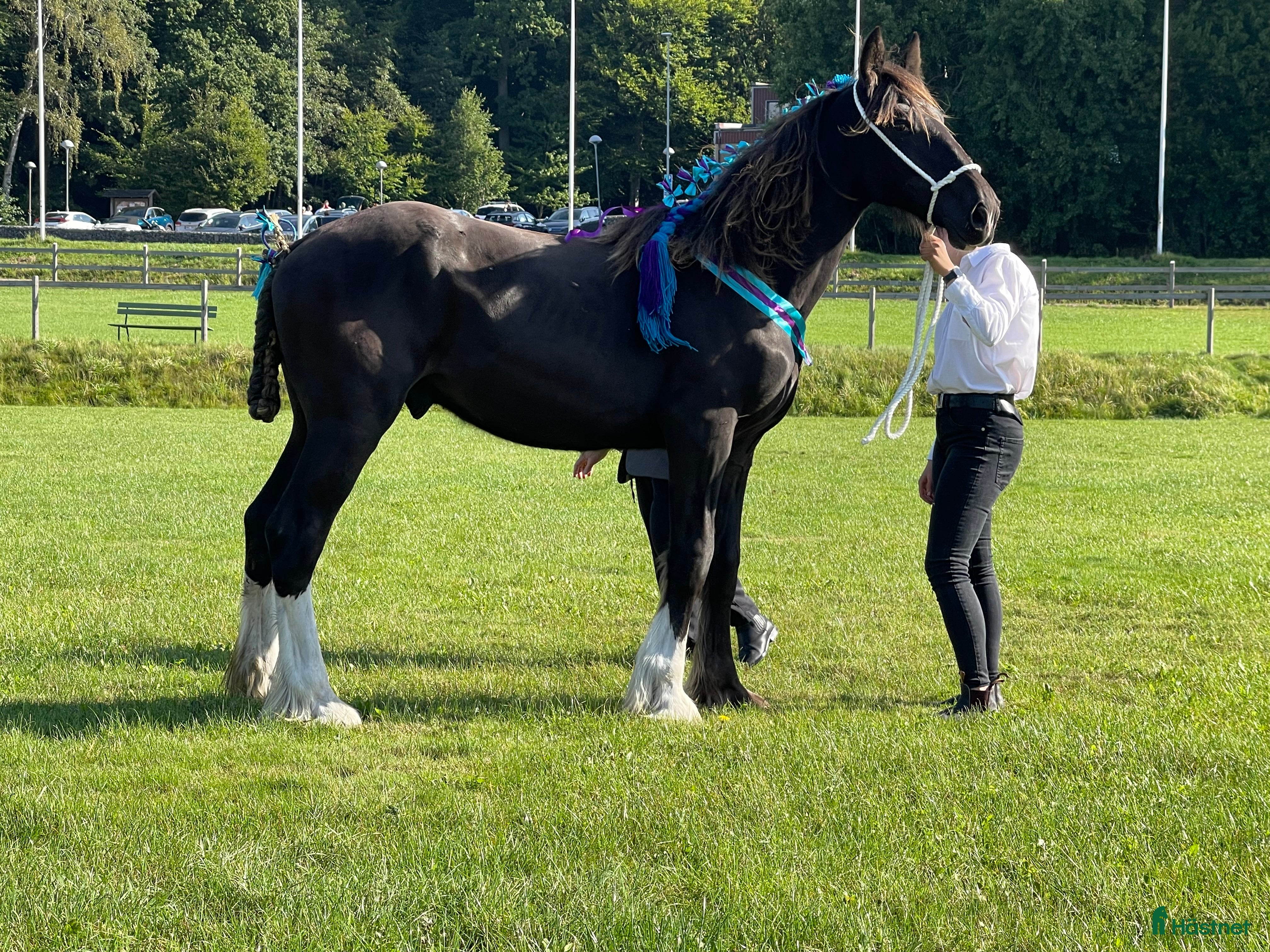  hästar Fin shire hingst  i Lekeryd - Annons 17