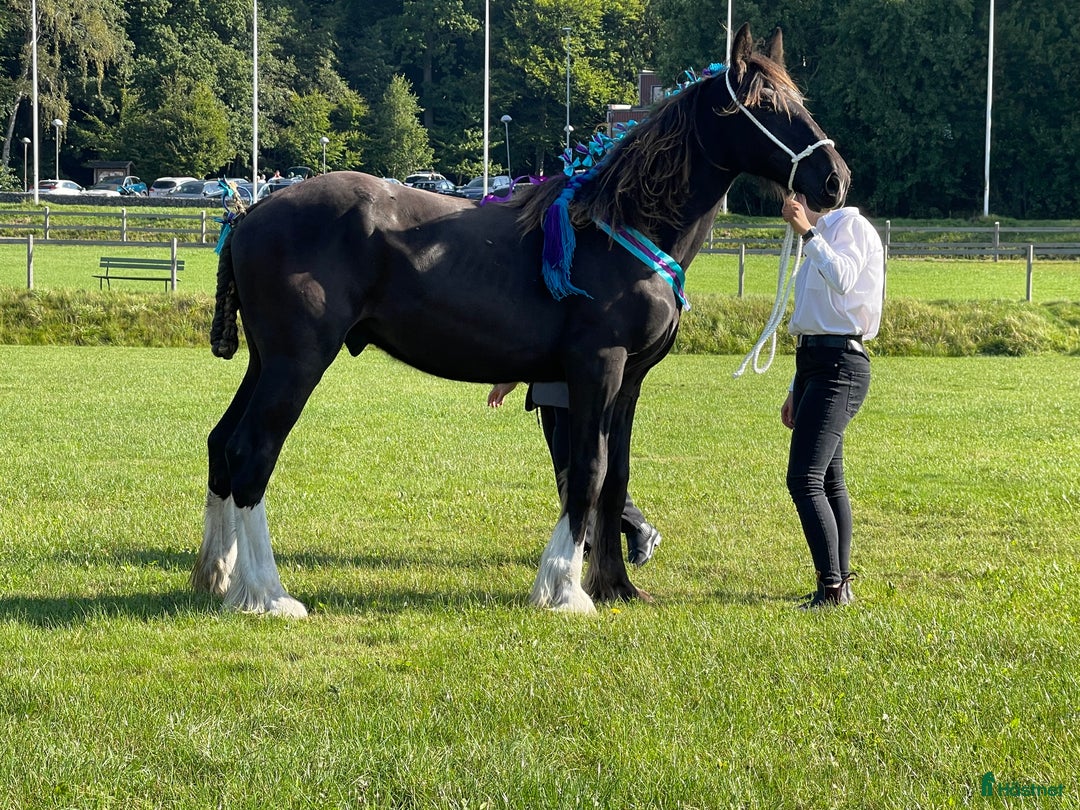 Avelshästar hästar till salu: Fin shire hingst  i Lekeryd - Annons 1
