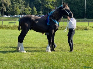 hästar Fin shire hingst i Lekeryd - Annons 9