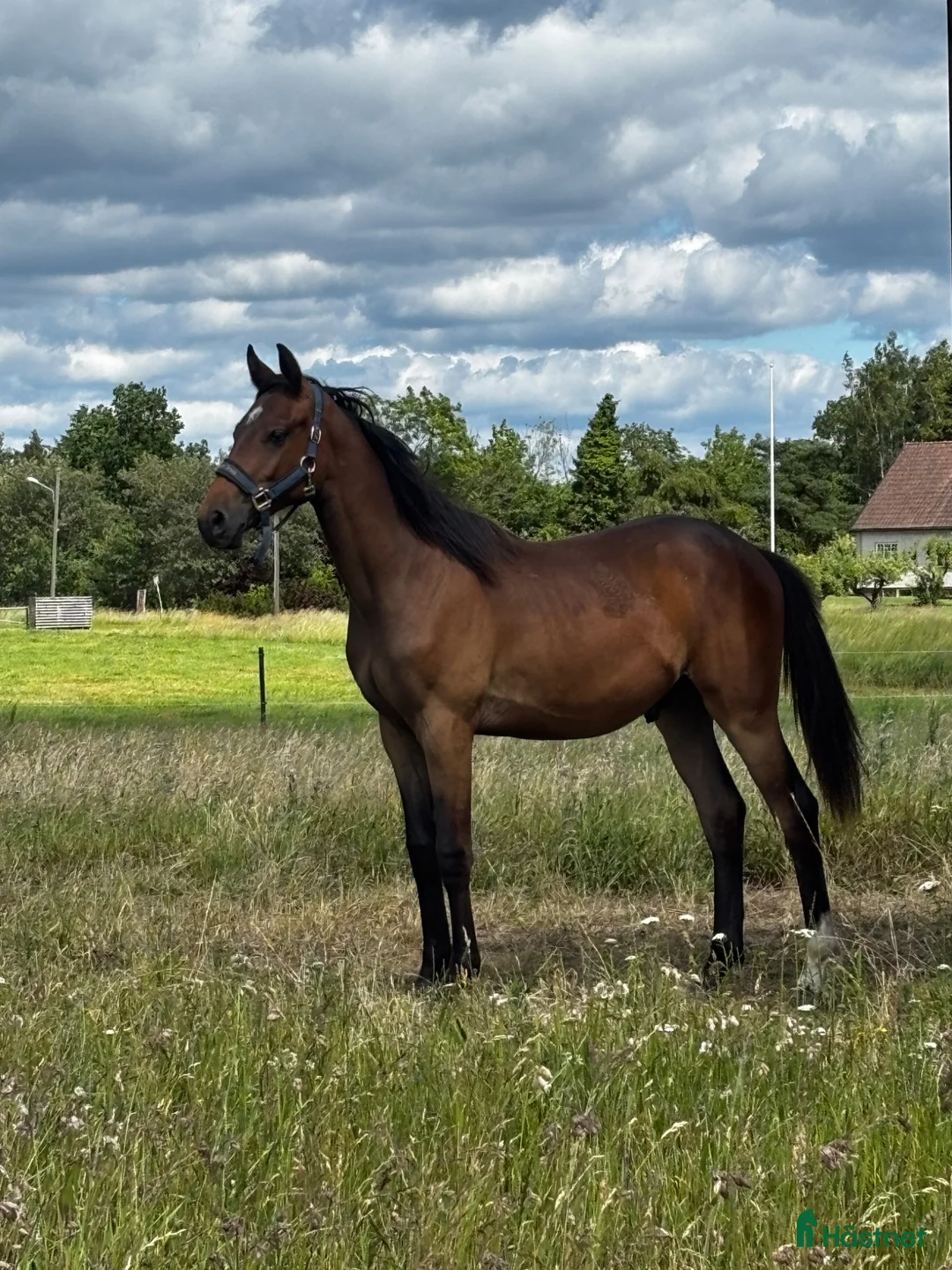 Hoppning hästar till salu: Kille med potential  - Annons 1
