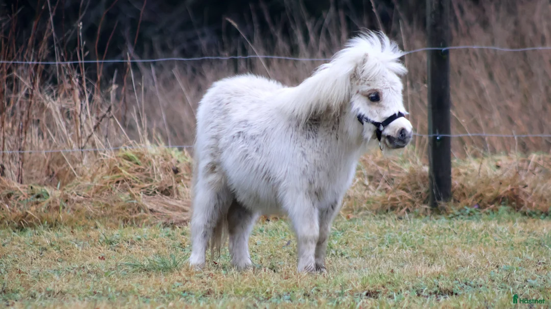 Avelshästar hästar till salu: Mini mini 1 års vallak - Annons 5