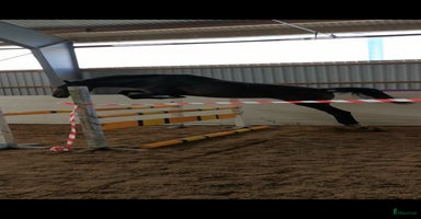  hästar i Killeberg - Annons 12