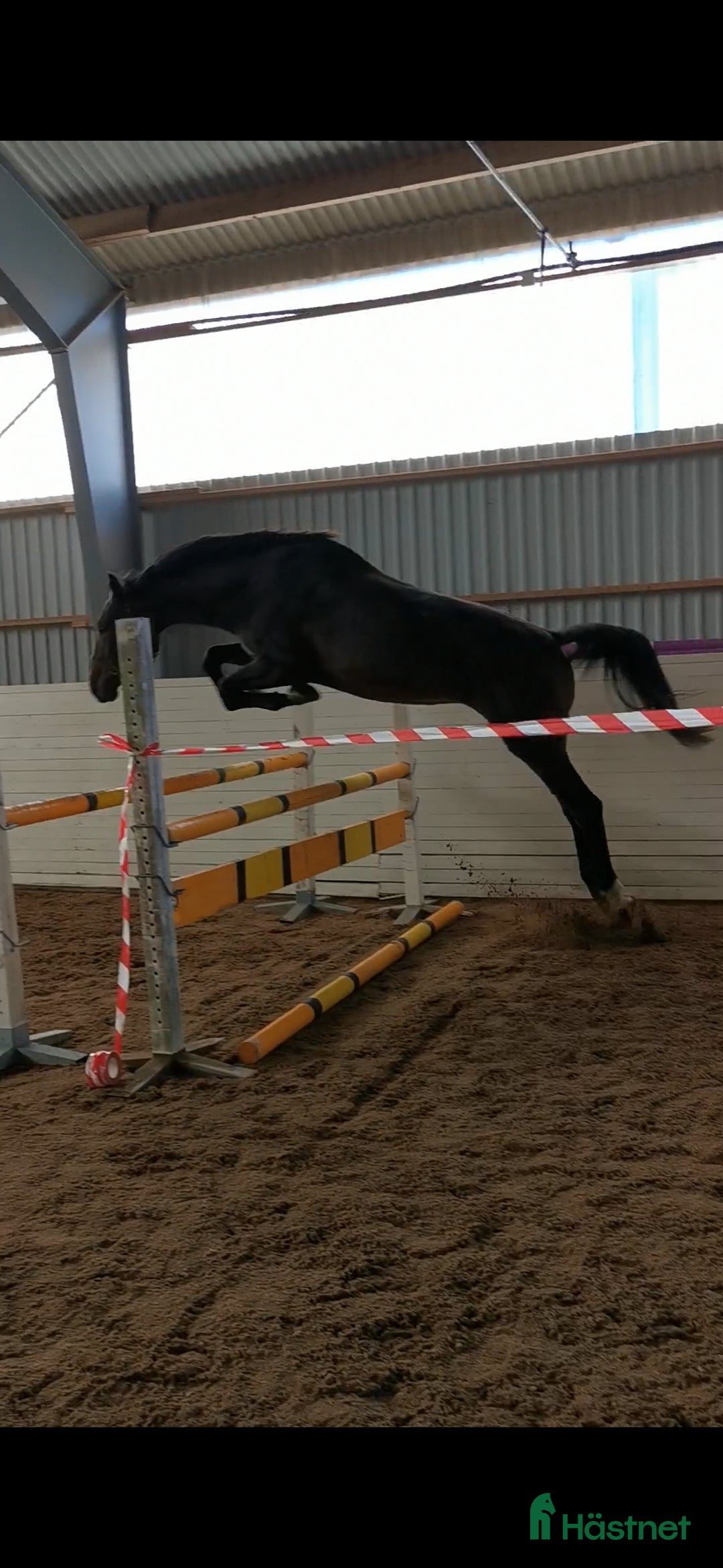 Hoppning hästar till salu: Halvbror går 145 i USA i Killeberg - Annons 2