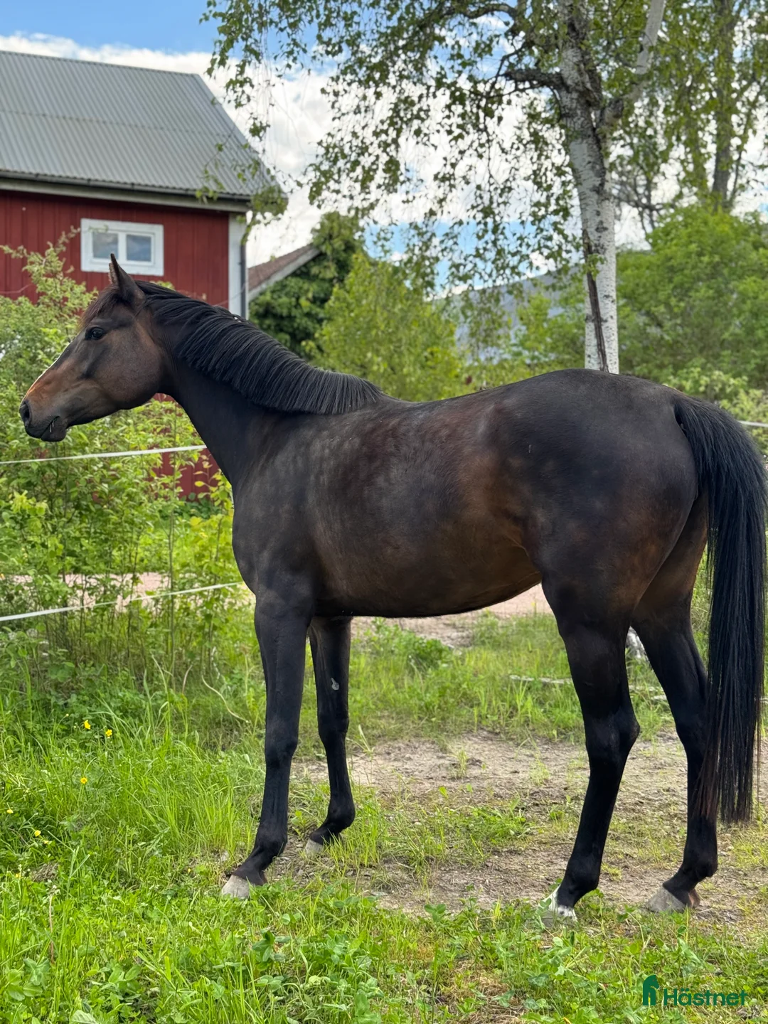 Allround hästar till salu: En otroligt snäll bästa vän! SWB - Annons 2