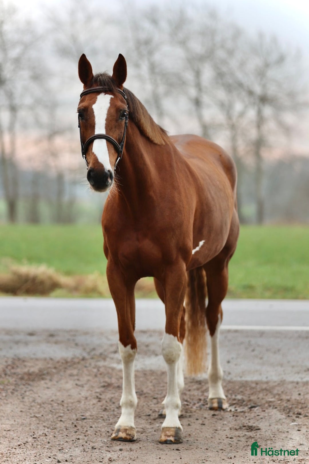 Allround hästar till salu: VACKER TÄVLINGSHÄST 🩷 i Helsingborg - Annons 2