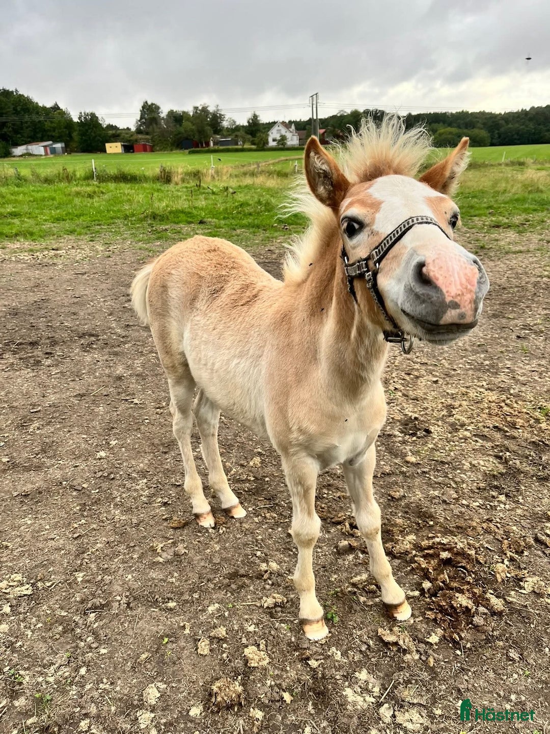 Allround hästar till salu: Trevligt sto med vilja att lära i Nol - Annons 2
