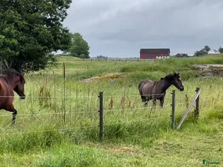 hästservice Sommarbete 2026 - Annons 11