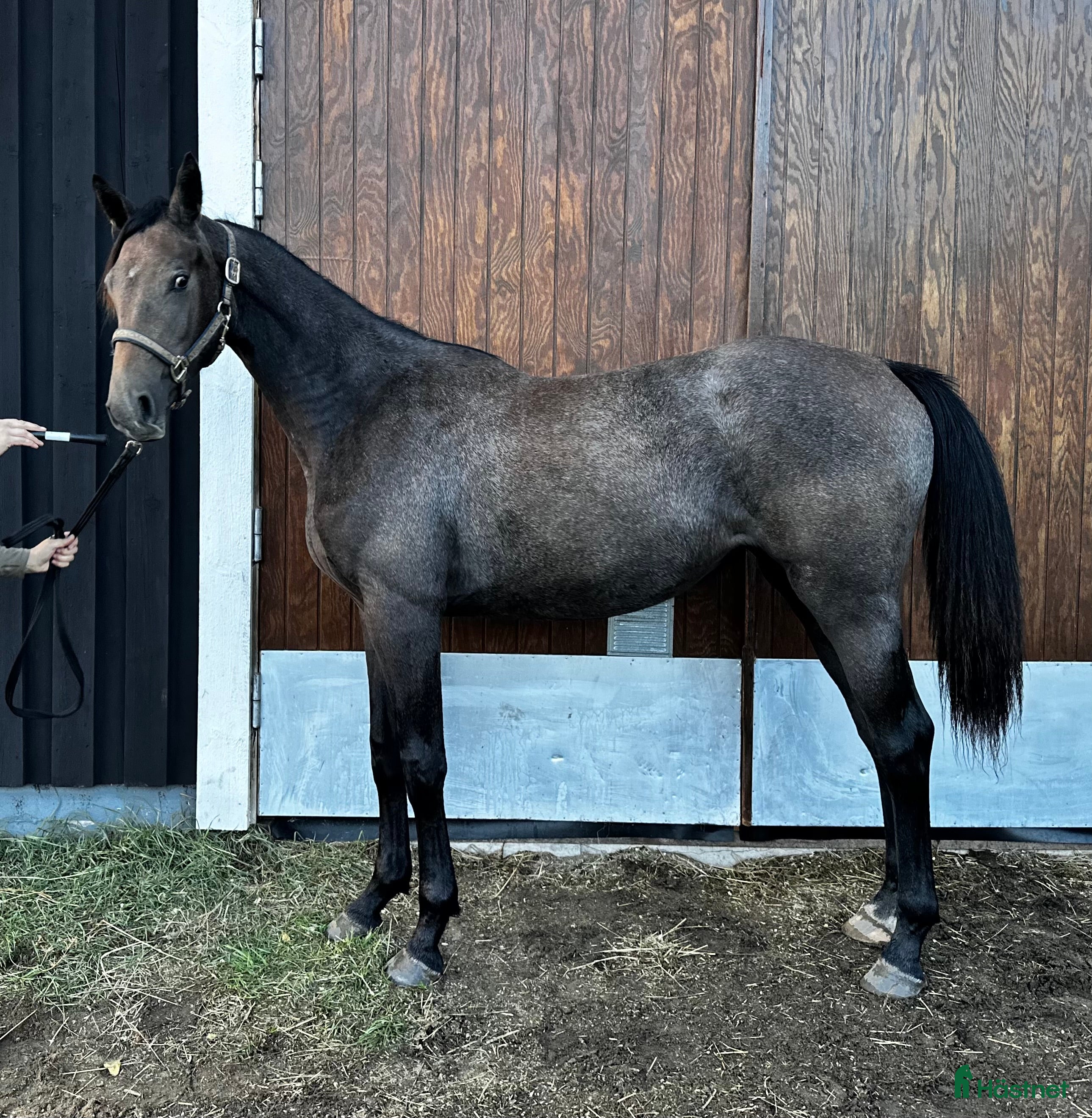  hästar ⭐️ SWB-sto med alla förutsättningar ⭐️ i Sundsvall - Annons 16