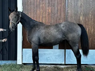 hästar ⭐️ SWB-sto med alla förutsättningar ⭐️ i Kovland - Annons 11