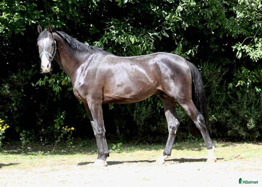 Hoppning hästar till salu: 5 åring e Orestus  - Annons 1