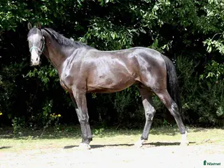 hästar 5 åring e Orestus - Annons 2