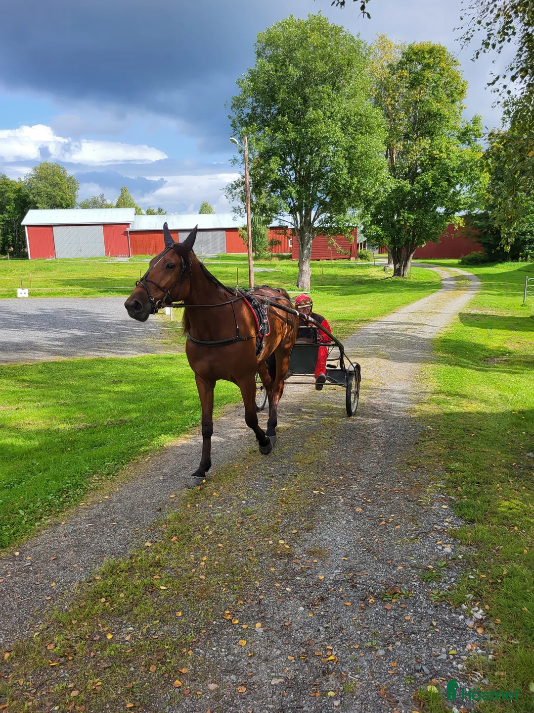 Allround hästar till salu: Sto, varmblodstravare i Bjästa - Annons 11