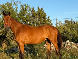 hästar Toppavkomma säljes till seriös tävlingsryttare! i Köpingsvik - Annons 14