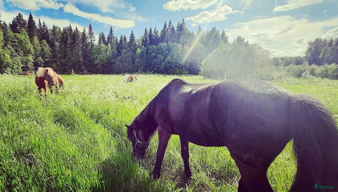  stallplats finnes: Stallplats/Lösdriftplats - Annons 1