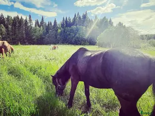 stallplats Stallplats/Lösdriftplats - Annons 3