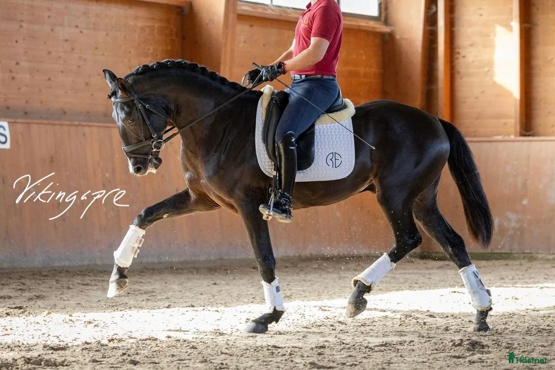 Dressyr hästar till salu: SÅLD - Svart PSLusitano av högsta klass i Halmstad - Annons 5