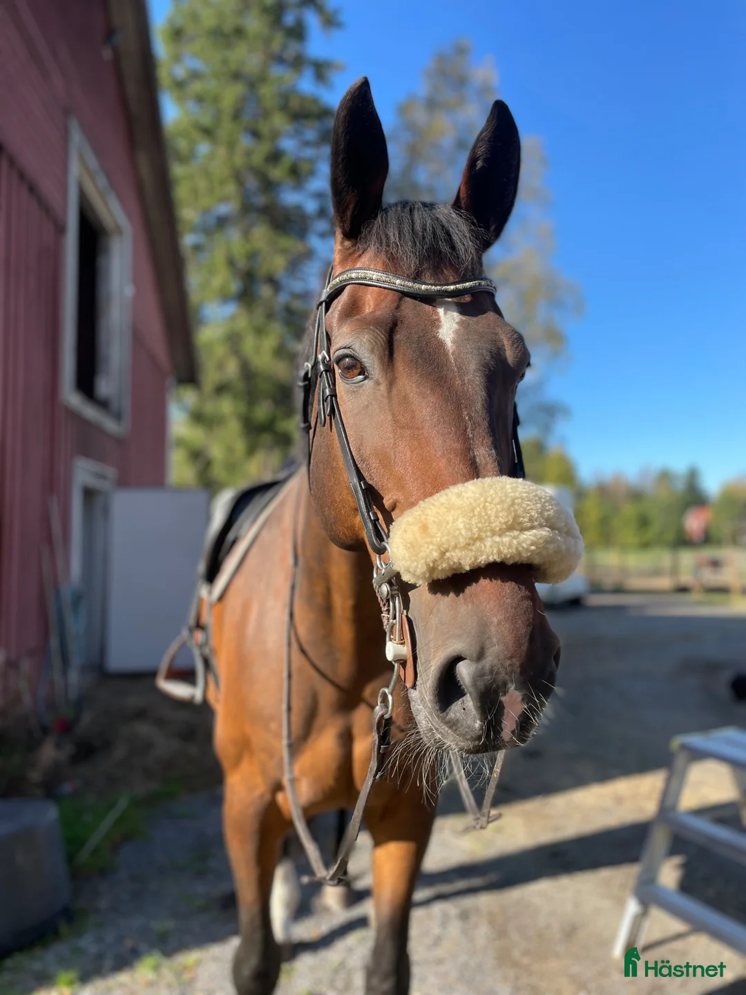 Allround hästar till salu: Underbar valack söker nytt hem i Ersmark - Annons 2