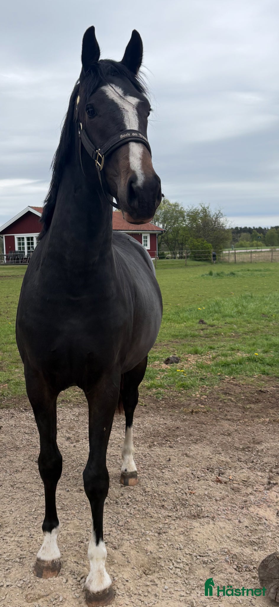 hästar Fint Sto (SWB) - Annons 4
