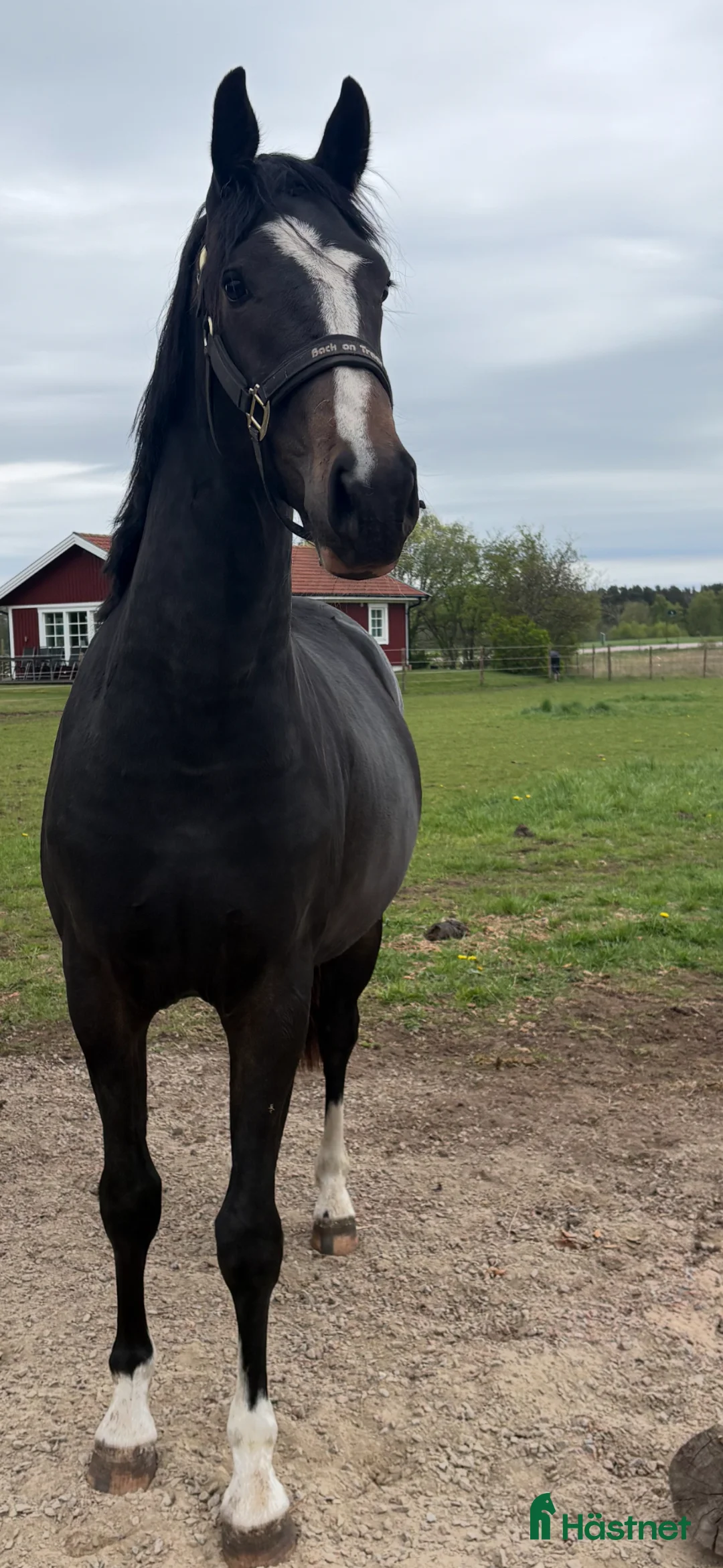 Allround hästar till salu: Fint Sto (SWB) - Annons 1