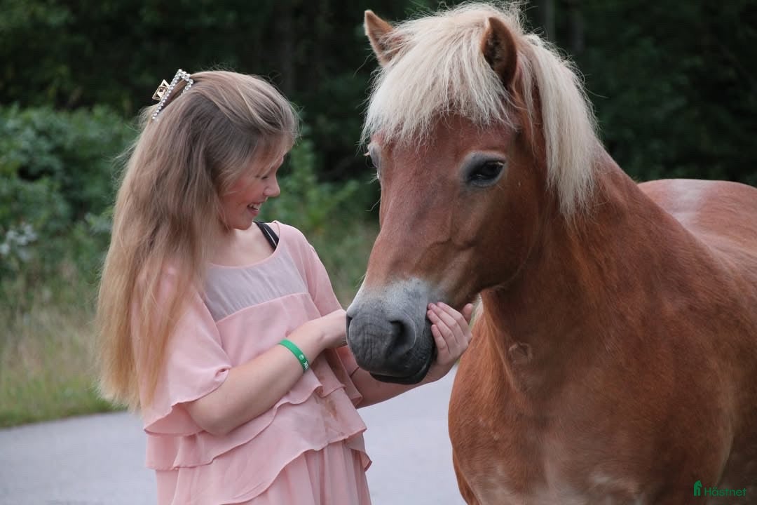  medryttarhäst sökes: Söker medryttare häst gärna runt Ängelholm!!!  i Hjärnarp - Annons 2