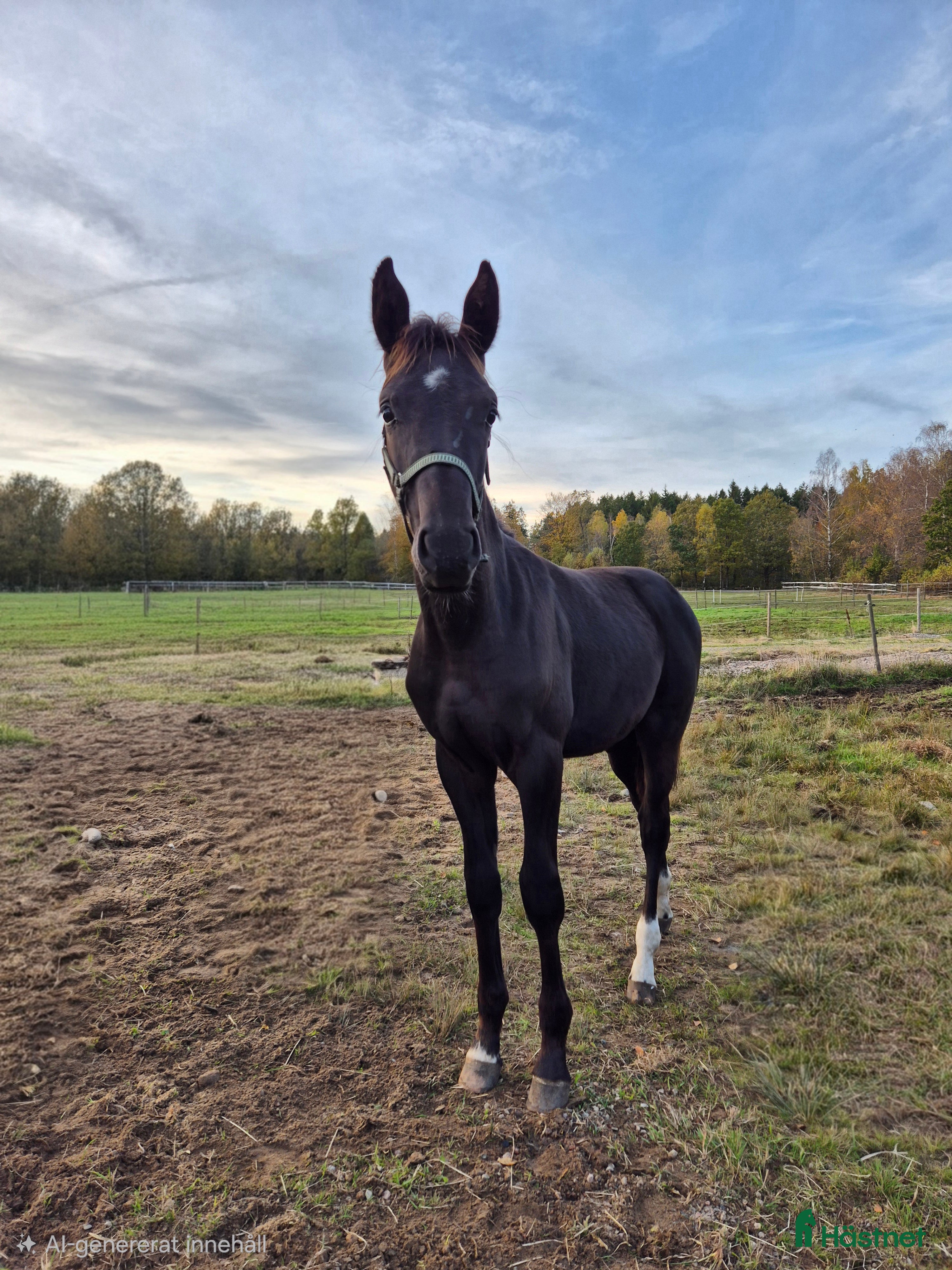 Hoppning hästar till salu: Otroligt vackert hingstföl  i Klippan - Annons 2