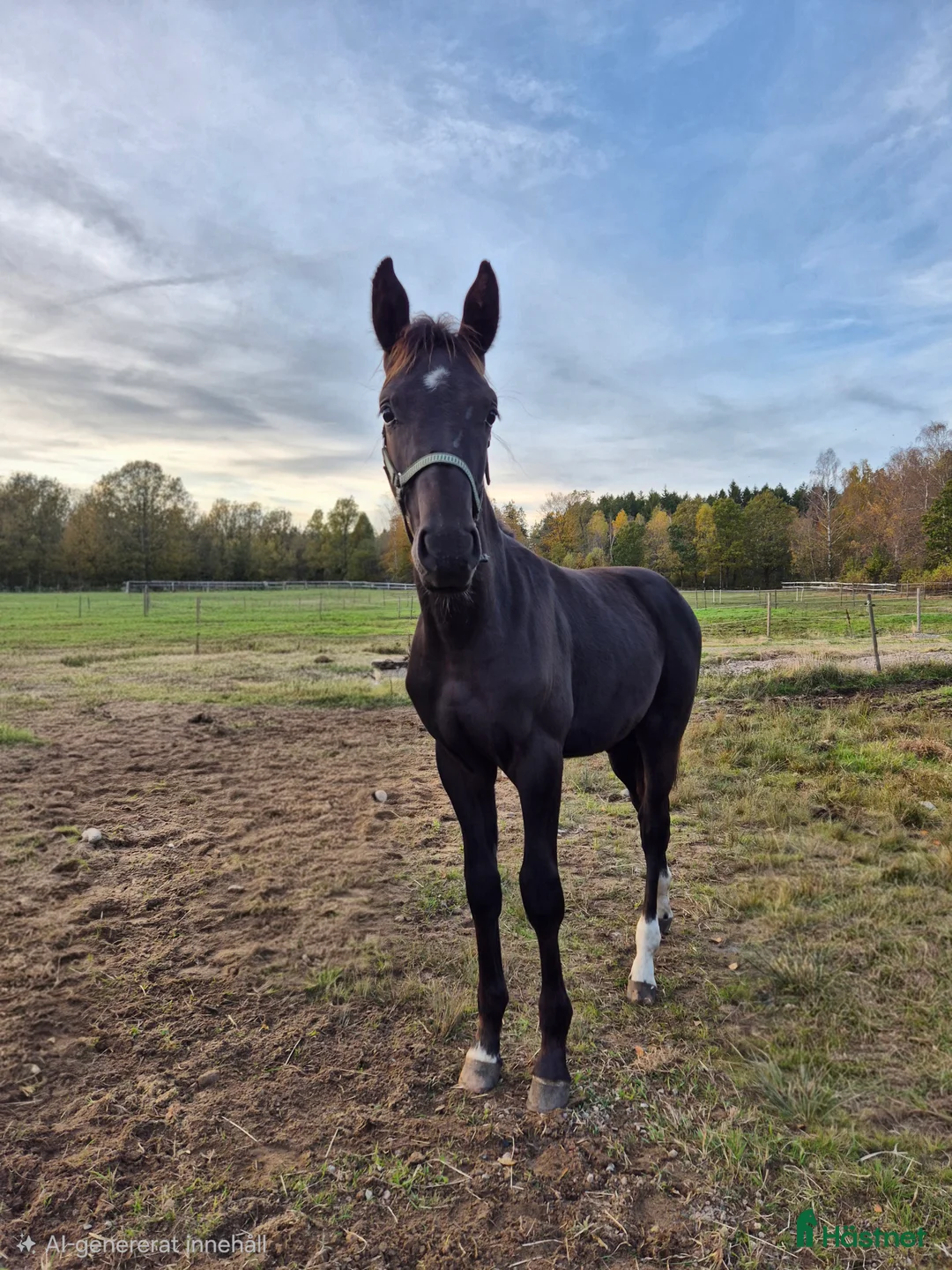 Hoppning hästar till salu: Otroligt vackert hingstföl  i Klippan - Annons 1