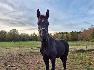 hästar Otroligt vackert hingstföl i Klippan - Annons 22