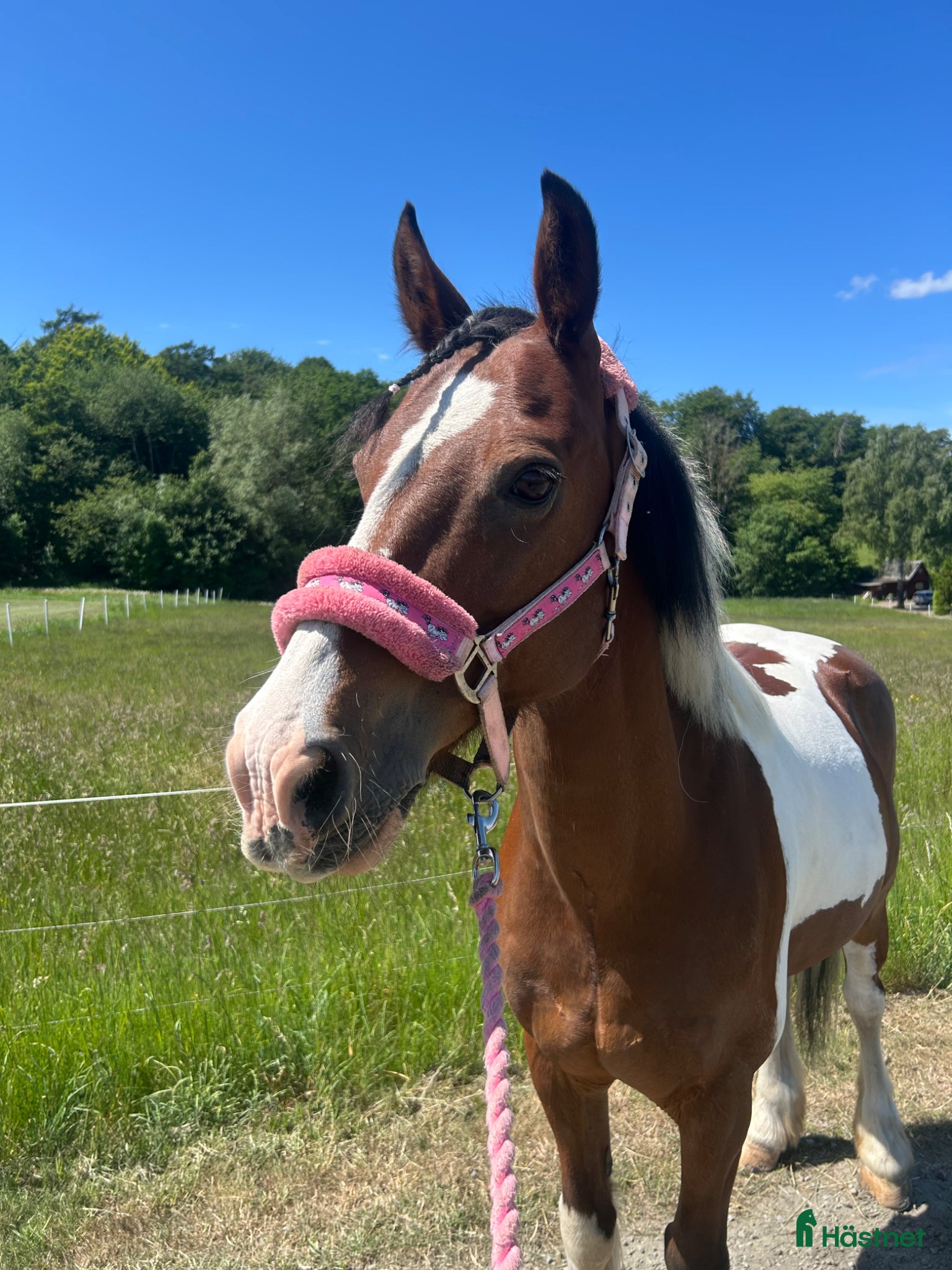  hästar Världens snällaste ponny söker nytt hem🌸 - Annons 1