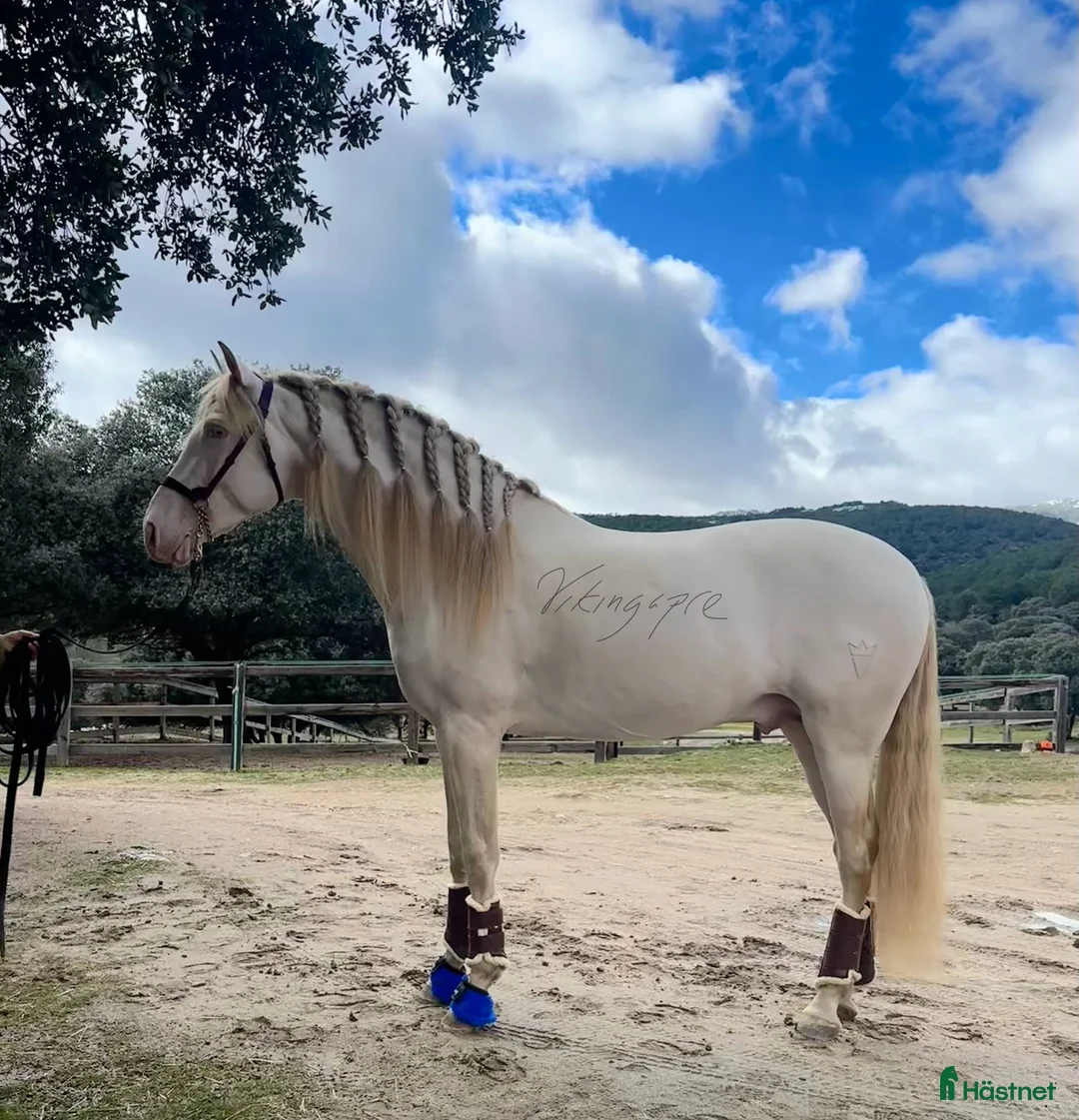 Avelshästar hästar till salu: Exklusiv CrCr PRE avelshingst  i Guadarrama - Annons 3