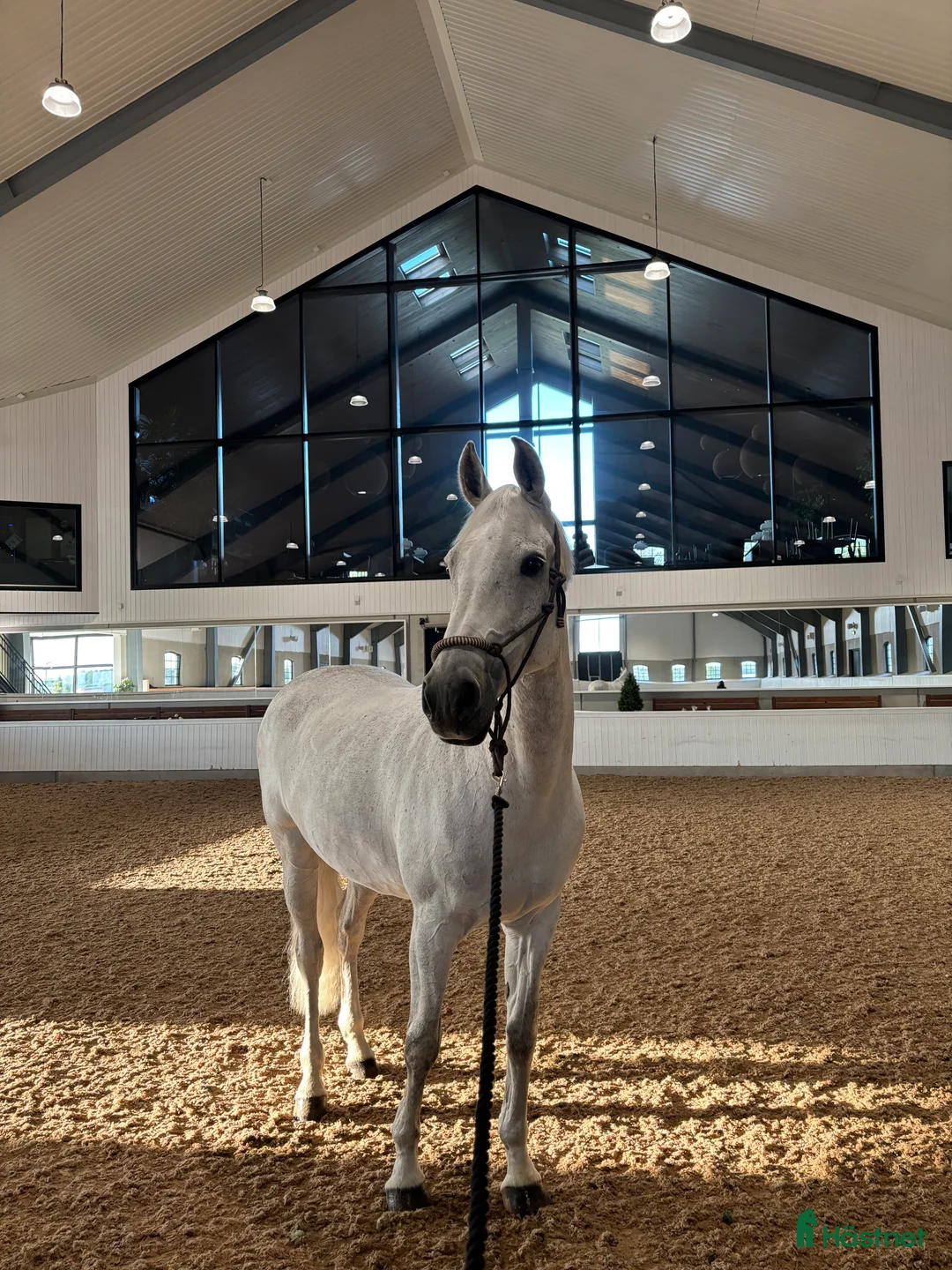 Allround hästar till salu: Superfin allroundhäst med kapacitet - Annons 2