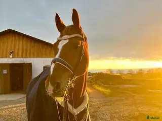 hästar Trevlig vacker valack med mycket utstrålning i Malmö - Annons 4