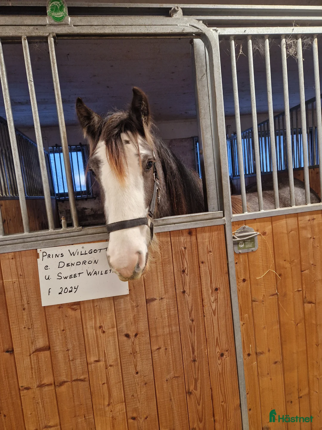 Allround hästar till salu: En härlig unghäst i Silverdalen - Annons 2