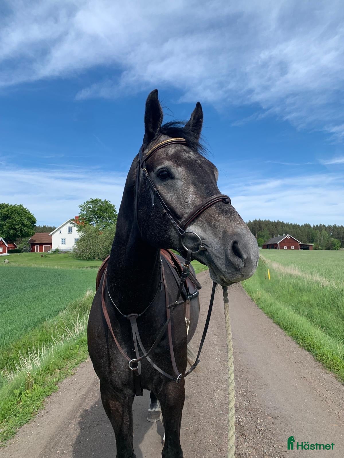  hästar SWB valack 2021 - Annons 15