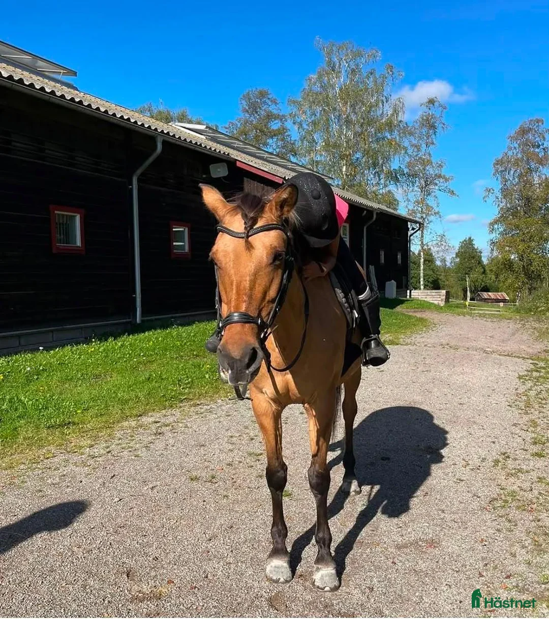  medryttarhäst finnes: Söker medryttarhäst - Annons 2