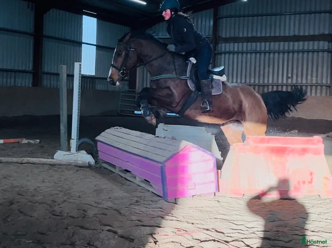 Allround hästar till salu: 6yo Allrounder mare 15,2hh i Ljungby - Annons 4