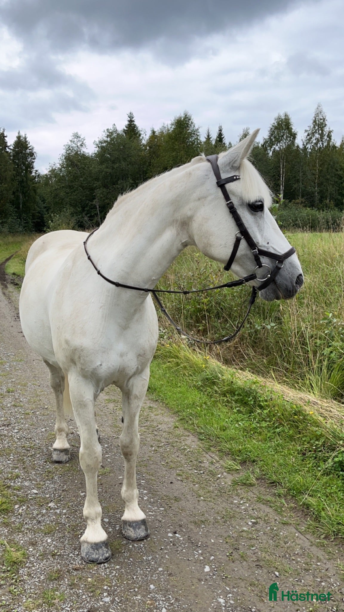  hästar Söker ponny/häst - Annons 1