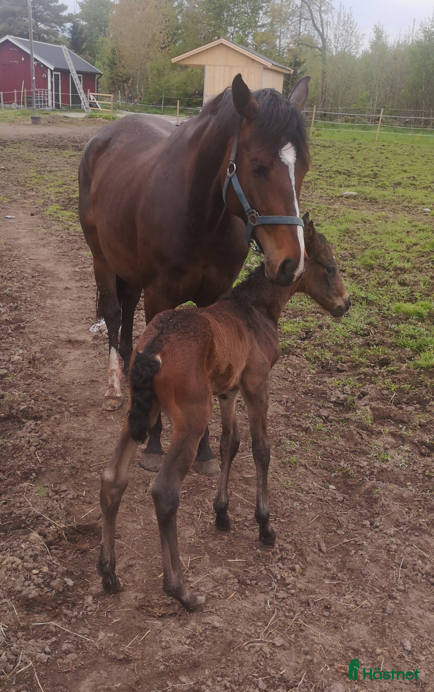  hästar Avelssto i Uråsa - Annons 8