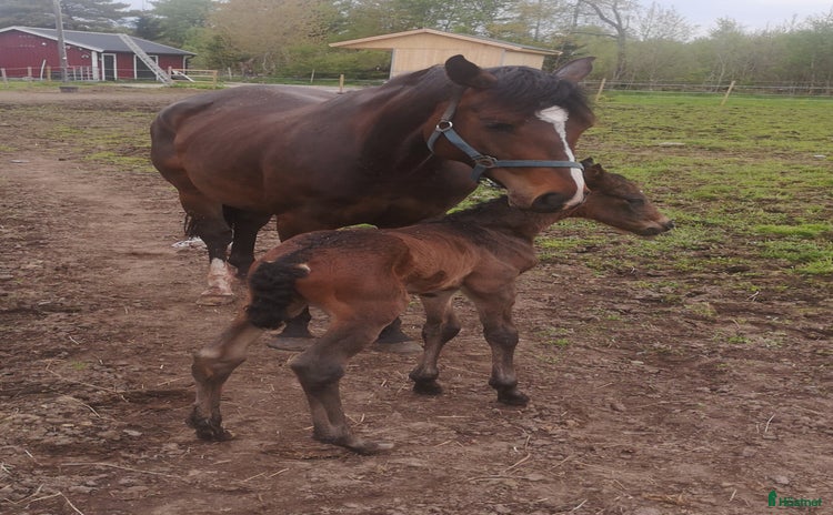  hästar i Uråsa - Annons 5