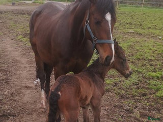 hästar Avelssto i Uråsa - Annons 1