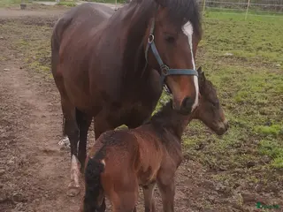 hästar Avelssto i Uråsa - Annons 5