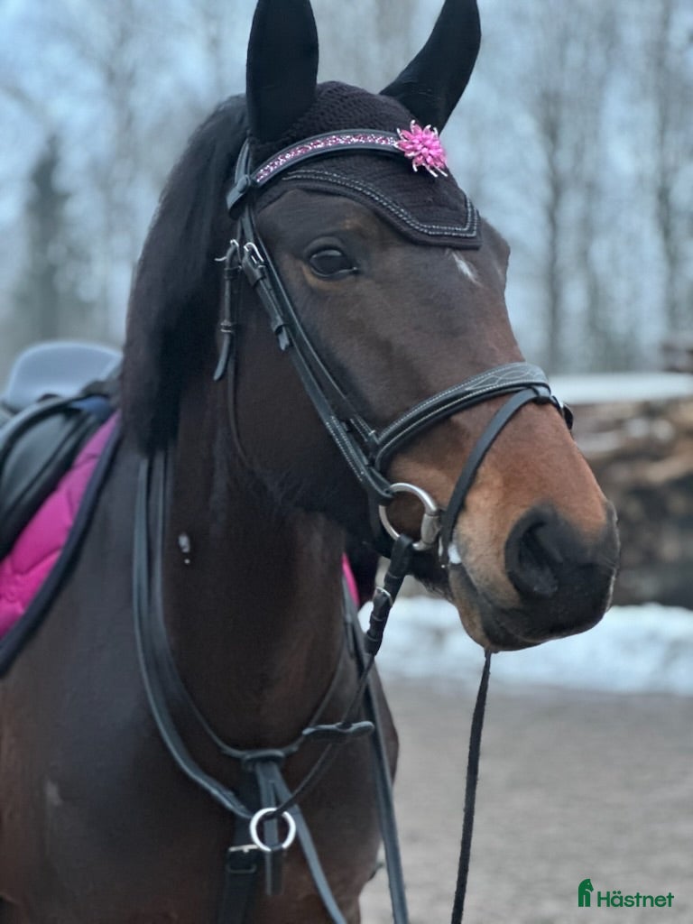  hästar Ponny med potential söker rätt ryttare - Annons 1