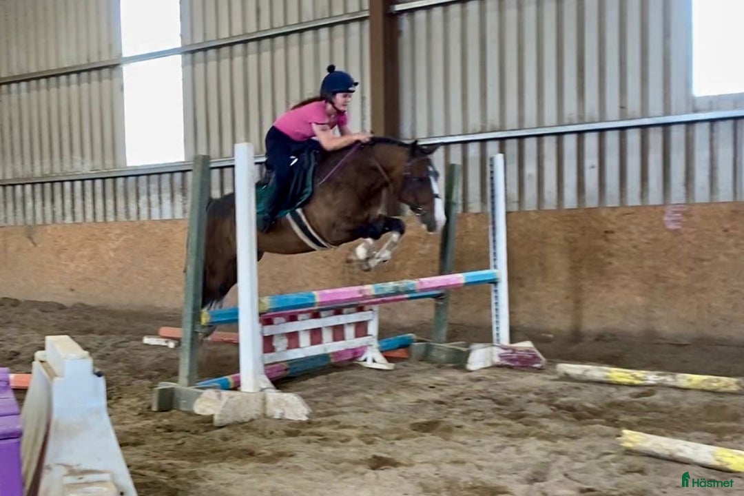 Hoppning hästar till salu: Welsh gelding 140cm i Ljungby - Annons 15