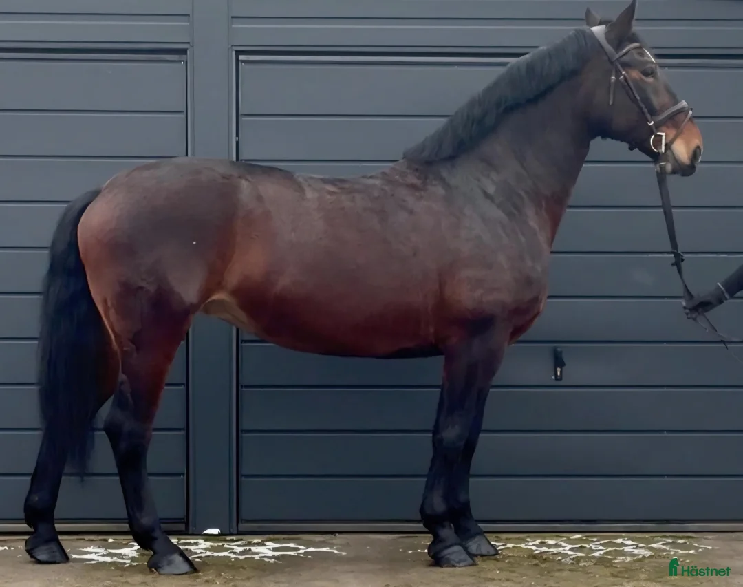 Allround hästar till salu: Gorgeous and lovely TOP Silesian  i Örsundsbro - Annons 9