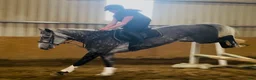 Allround hästar till salu: Stunning Irish mare  - Annons 7