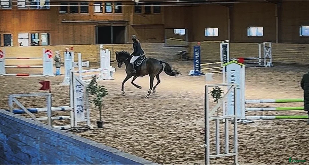  medryttarhäst finnes: Erfaren medryttare till häftig Swb hopp/dressyr i Västerhaninge - Annons 19